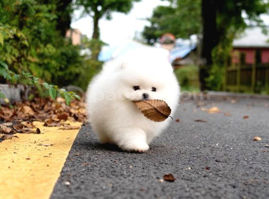 Pomeranian Boo En Mini Boy Yavrularımız görsel