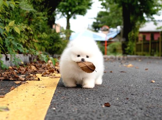 Pomeranian Boo En Mini Boy Yavrularımız görsel
