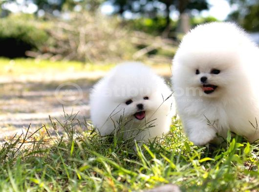 Pomeranian Boo En Mini Boy Yavrularımız