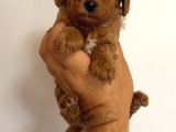 Toy Poodle Yavrular Miss Gibi