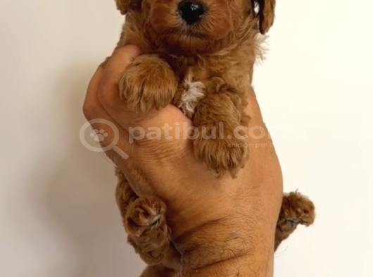 Toy Poodle Yavrular Miss Gibi görsel