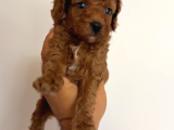 Toy Poodle Yavrular Miss Gibi
