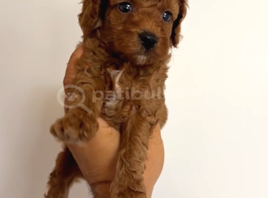 Toy Poodle Yavrular Miss Gibi görsel