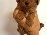 Toy Poodle Yavrular Miss Gibi