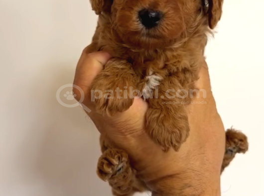 Toy Poodle Yavrular Miss Gibi görsel