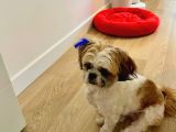 Tatlı Ve Minik Shih Tzu Bebeğimiz Yeni Yuvasını Arıyor