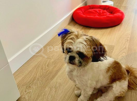 Tatlı Ve Minik Shih Tzu Bebeğimiz Yeni Yuvasını Arıyor görsel