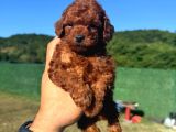 Toy Poodle Yavrular Miss Gibi