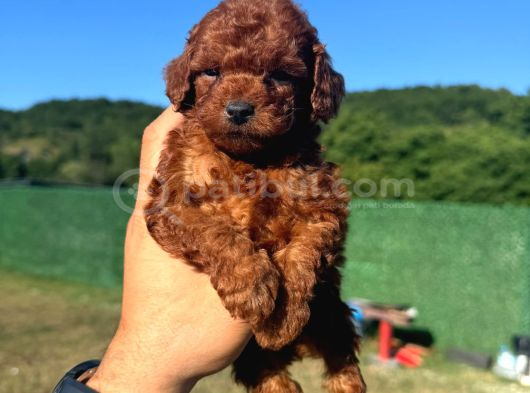 Toy Poodle Yavrular Miss Gibi görsel
