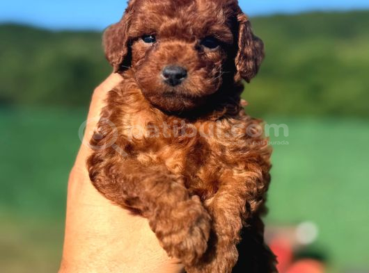 Toy Poodle Yavrular Miss Gibi