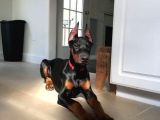Psi̇koloji̇ Düzelten Doberman