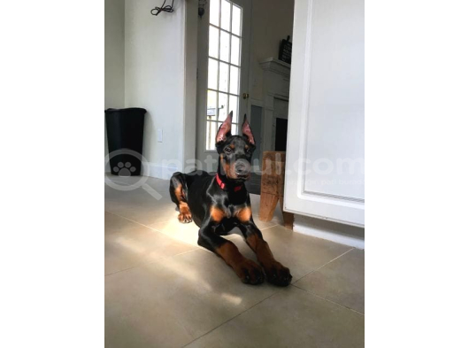 Psi̇koloji̇ Düzelten Doberman görsel