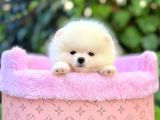 Pomeranian Boo Mini Surat Yavrularımız