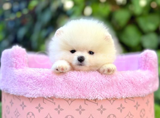 Pomeranian Boo Mini Surat Yavrularımız görsel