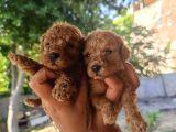 Yüksek Kali̇te Toy Poodle Yavrular