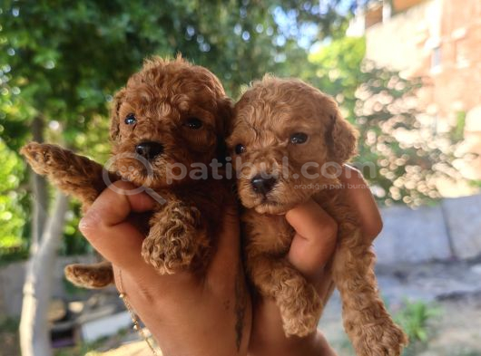 Yüksek Kali̇te Toy Poodle Yavrular görsel
