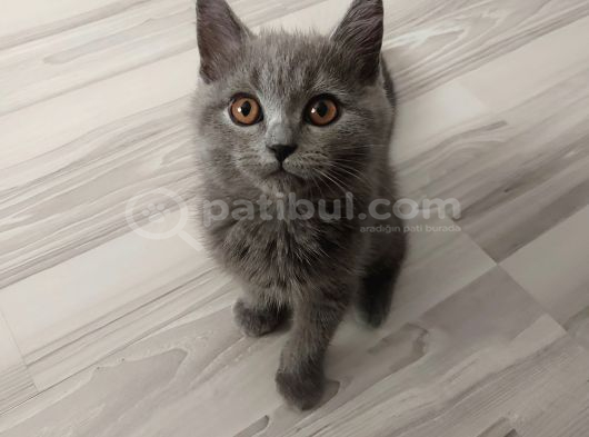 Teko miniğine yuva