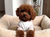 Mağazamızdan ev doğumlu toy Poodle yavrular
