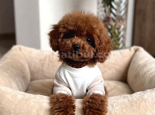 Mağazamızdan Ev Doğumlu Toy Poodle Yavrular