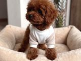 Mağazamızdan Ev Doğumlu Toy Poodle Yavrular