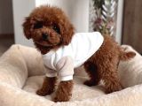 Mağazamızdan Ev Doğumlu Toy Poodle Yavrular