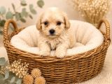 Sevgi̇ Dolu Malti̇poo Yavrularda Firsat