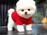 Ayı Surat Pomeranian Boo yavrularımız Mağazamızdan Sizlerle