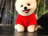Ayı Surat Pomeranian Boo Yavrularımız Mağazamızdan Sizlerle