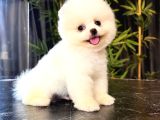 Ayı Surat Pomeranian Boo Yavrularımız Mağazamızdan Sizlerle