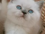 Mavi gözlü blue point yavrular