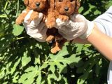 Zi̇yarete Açik Erkek Di̇şi̇ Poodle Bebekler