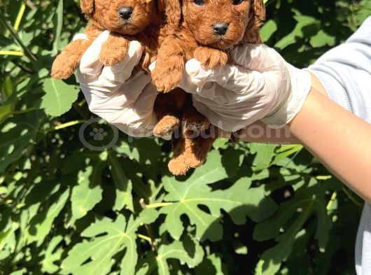 Zi̇yarete Açik Erkek Di̇şi̇ Poodle Bebekler görsel