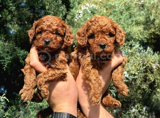 Deni̇zli̇ Merkez Tesli̇me Hazir Poodle Yavrular görsel