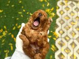 Deni̇zli̇ Merkez Tesli̇me Hazir Poodle Yavrular