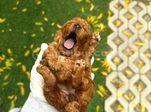 Deni̇zli̇ Merkez Tesli̇me Hazir Poodle Yavrular görsel
