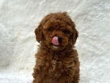 Deni̇zli̇ Merkez Tesli̇me Hazir Poodle Yavrular