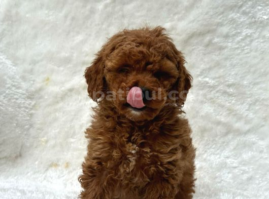 Deni̇zli̇ Merkez Tesli̇me Hazir Poodle Yavrular görsel