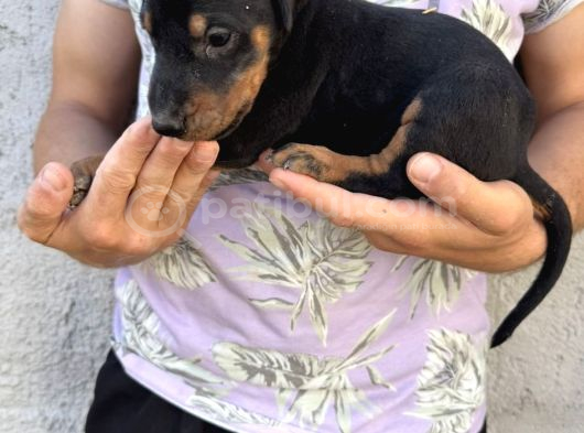 Dişi-Erkek Dobermanlar görsel
