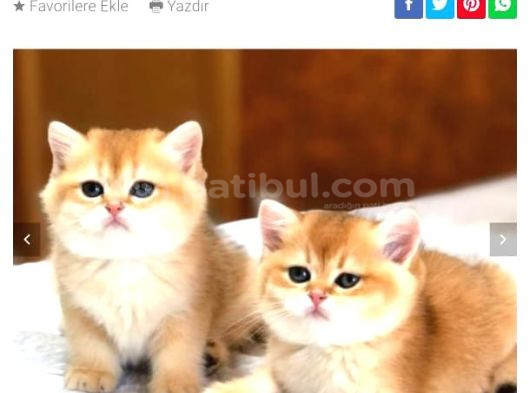 A Kali̇te Bri̇thi̇ş Şhorthai̇r Golden Yavrular görsel