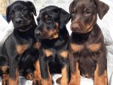 Şampiyon soydan doberman yavrular