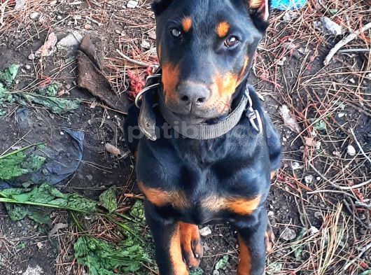 Şampiyon Soydan Doberman Yavrular görsel