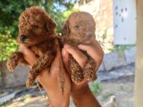 Yüksek Kali̇te Toy Poodle Yavrular