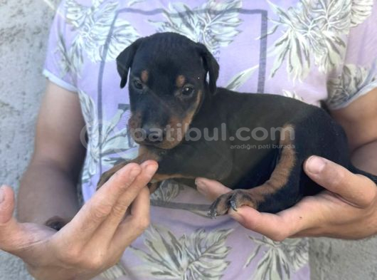 Dişi-erkek dobermanlar