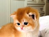 A KALİTE BRİTHİŞ ŞHORTHAİR GOLDEN YAVRULAR