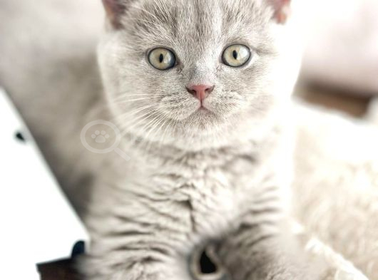 Lilac Rengi Harika Yavru görsel