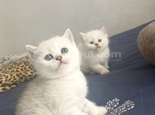 Safkan Beyaz Yavrular