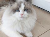 Safkan erkek Ragdoll
