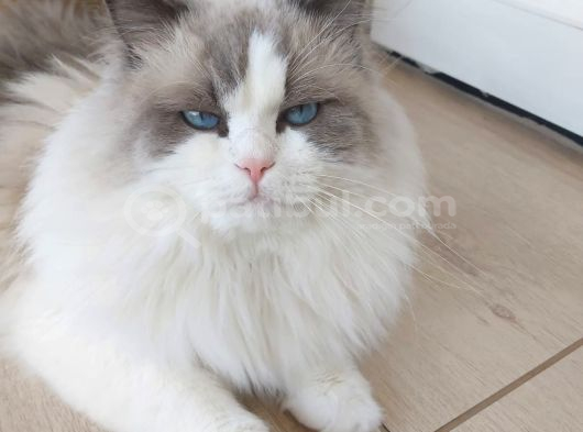 Safkan Erkek Ragdoll