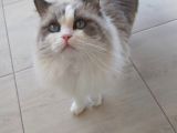 Safkan Erkek Ragdoll