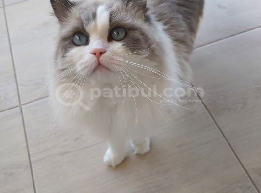 Safkan Erkek Ragdoll görsel